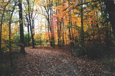 Riverside Forest Preserve