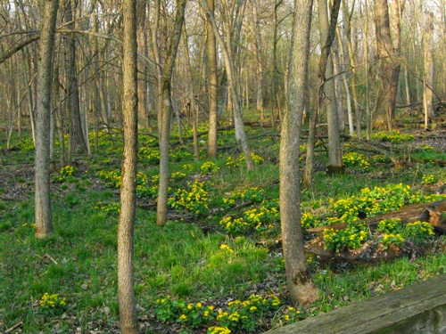 marsh_marigolds_grwo.jpg