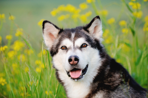 Alaskan Malamute