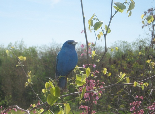 indigo_bunting_cdww.jpg