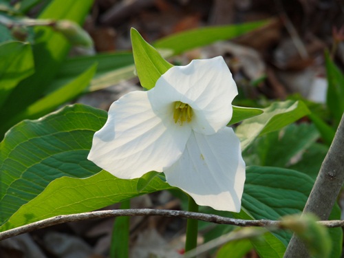 large-flowered_trillium_cdww.jpg